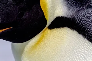 Antarctica Prints: Antarctica, Snow Hill. Headshot of an emperor penguin adult showing the beautiful yellow