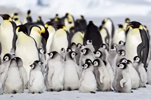 Antarctica Prints: Antarctica, Snow Hill. A large number of chicks huddle together at the edge of