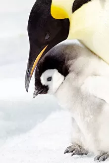 Antarctica, Snow Hill. Portrait of an emperor penguin chick standing next to its parent