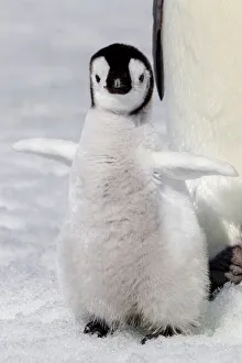 Images Dated 2nd June 2021: Antarctica, Snow Hill. Portrait of an emperor penguin chick flapping its wings