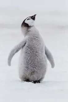 Antarctica Collection: Antarctica, Snow Hill. Portrait of a penguin chick