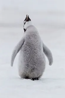 Images Dated 2nd June 2021: Antarctica, Snow Hill. Portrait of a penguin chick