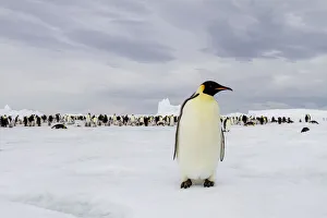 Antarctica Prints: Antarctica, Snow Hill. A single adult emperor penguin stands in front of the colony