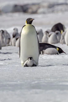 Antarctica, Snow Hill. A very small chick sits on its parent's feet