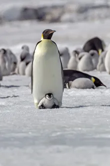 Antarctica Prints: Antarctica, Snow Hill. A very small chick sits on its parents feet