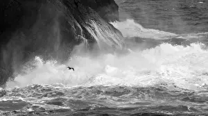 Antarctica, South Atlantic. Cormorant flying over frothing sea