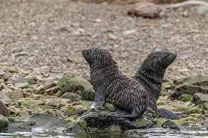 Prints of Antarctica, South Georgia. Close-up of fur seal pups. ©Cathy and Gordon Illg / Jaynes Gallery / DanitaDelimont.com Images Dated 2024 April: Antarctica, South Georgia. Close-up of fur seal pups