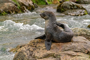 Prints of Antarctica, South Georgia. Close-up of fur seal scratching. ©Cathy and Gordon Illg / Jaynes Gallery / DanitaDelimont.com Images Dated 2024 April: Antarctica, South Georgia. Close-up of fur seal scratching