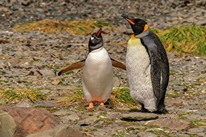 Images Dated 13th September 2024: Antarctica, South Georgia. Close-up of gentoo and king penguins
