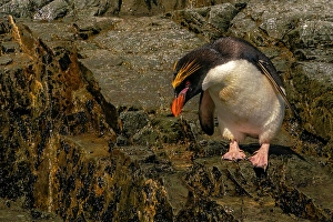Prints of Antarctica, South Georgia. Close-up of macaroni penguin. ©Cathy and Gordon Illg / Jaynes Gallery / DanitaDelimont.com Images Dated 2024 April: Antarctica, South Georgia. Close-up of macaroni penguin