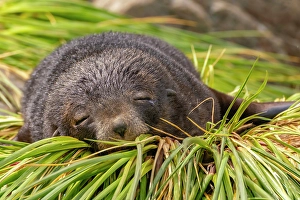 Prints of Antarctica, South Georgia. Fur seal female sleeping. ©Cathy and Gordon Illg / Jaynes Gallery / DanitaDelimont.com Images Dated 2024 April: Antarctica, South Georgia. Fur seal female sleeping