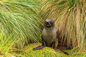 Prints of Antarctica, South Georgia. Fur seal pup in tussock grass. ©Cathy and Gordon Illg / Jaynes Gallery / DanitaDelimont.com Images Dated 2024 April: Antarctica, South Georgia. Fur seal pup in tussock grass