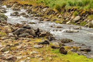 South Georgia Prints: Antarctica, South Georgia. Fur seals along a stream