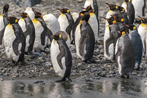 Prints of Antarctica, South Georgia. Group of king penguins. ©Cathy and Gordon Illg / Jaynes Gallery / DanitaDelimont.com Images Dated 2024 April: Antarctica, South Georgia. Group of king penguins