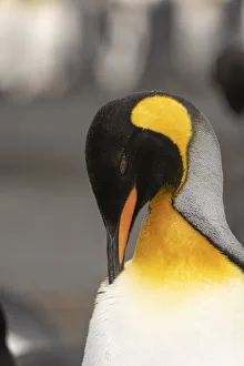 Antarctica, South Georgia Island, Right Whale Bay. King penguin preening