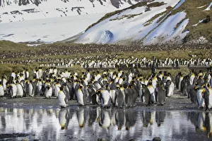 Images Dated 17th January 2020: Antarctica, South Georgia Island, Salisbury Plain. King penguins on beach