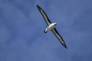 Images Dated 27th November 2019: Antarctica, South Georgia Island, Elsehul Bay. Grey-headed albatross soars on air
