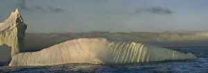 Antarctica, South Georgia Island, Coopers Bay. Iceberg shaped like elephant seal
