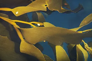 Images Dated 20th December 2019: Antarctica, South Georgia Island, Undine Harbor North. Close-up of kelp in ocean