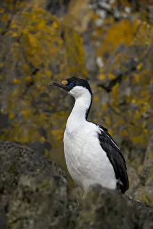 Images Dated 20th December 2019: Antarctica, South Georgia Island, Undine Harbor North. Antarctic blue-eyed shag close-up