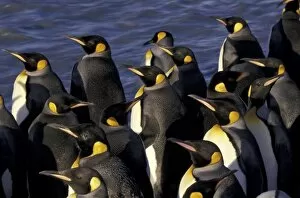 Images Dated 19th March 2004: Antarctica, South Georgia Island. King penguins (Aptenodytes patagonicus)