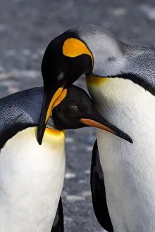 Antarctica, South Georgia Island, St. Andrews Bay, A Pair of King Penguins