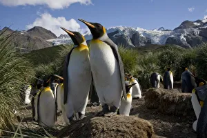 Images Dated 2nd March 2006: Antarctica, South Georgia Island (UK), King Penguins (Aptenodytes patagonicus) nesting