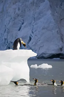 Images Dated 2nd March 2006: Antarctica, South Georgia Island (UK), King Penguins (Aptenodytes patagonicus)