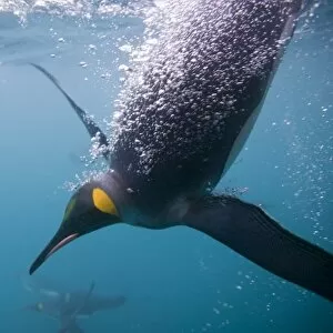 Images Dated 11th March 2006: Antarctica, South Georgia Island (UK), Underwater view of King Penguins (Aptenodytes