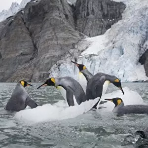 Images Dated 3rd March 2006: Antarctica, South Georgia Island (UK), King Penguins (Aptenodytes patagonicus) swimming