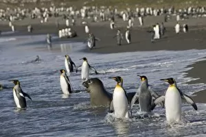 Images Dated 1st March 2006: Antarctica, South Georgia Island (UK), King Penguins (Aptenodytes patagonicus)