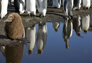 Images Dated 1st March 2006: Antarctica, South Georgia Island (UK), King Penguin chick (Aptenodytes patagonicus)