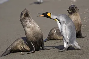 Antarctica, South Georgia Island (UK), King Penguins (Aptenodytes patagonicus)