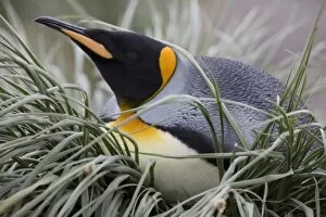 Images Dated 20th February 2006: Antarctica, South Georgia Island (UK), King Penguin (Aptenodytes patagonicus) resting