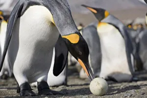 Images Dated 2nd March 2006: Antarctica, South Georgia Island (UK), King Penguin (Aptenodytes patagonicus) examining