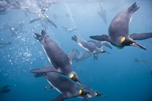Images Dated 19th February 2006: Antarctica, South Georgia Island (UK), Underwater view of King Penguins (Aptenodytes
