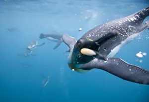 Images Dated 19th February 2006: Antarctica, South Georgia Island (UK), Underwater view of King Penguins (Aptenodytes