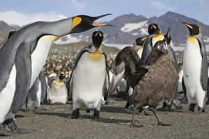 Images Dated 2nd March 2006: Antarctica, South Georgia Island (UK), Brown Skua (Catharacta lonnbergi) approaches King Penguins