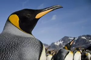 Images Dated 2nd March 2006: Antarctica, South Georgia Island (UK), King Penguins (Aptenodytes patagonicus) along