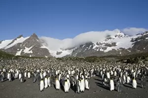 Images Dated 18th February 2006: Antarctica, South Georgia Island (UK), King Penguins (Aptenodytes patagonicus) standing