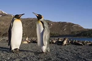 Images Dated 18th February 2006: Antarctica, South Georgia Island (UK), King Penguins (Aptenodytes patagonicus) resting