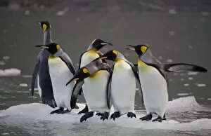 Images Dated 2nd March 2006: Antarctica, South Georgia Island (UK), King Penguins (Aptenodytes patagonicus)
