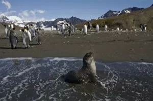 Images Dated 1st March 2006: Antarctica, South Georgia Island (UK), Antarctic Fur Seal (Arctocephalus gazella)