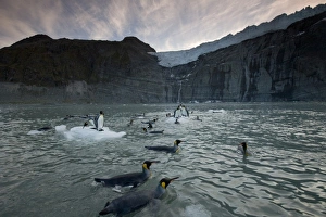 Images Dated 2nd March 2006: Antarctica, South Georgia Island (UK), King Penguins (Aptenodytes patagonicus)