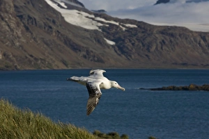Images Dated 19th February 2006: Antarctica, South Georgia Island (UK), Wandering Albatross (Diomedea exulans) spreading