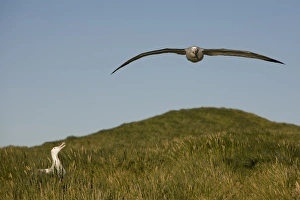 Images Dated 19th February 2006: Antarctica, South Georgia Island (UK), Wandering Albatross (Diomedea exulans) spreading