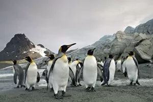 Images Dated 8th March 2006: Antarctica, South Georgia Island (UK), King Penguins (Aptenodytes patagonicus)