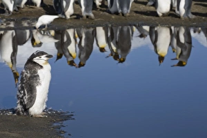 Images Dated 2nd March 2006: Antarctica, South Georgia Island (UK), Lone moulting Chinstrap Penguin (Pygoscelis