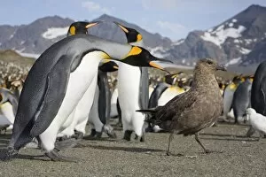 Images Dated 2nd March 2006: Antarctica, South Georgia Island (UK), Brown Skua (Catharacta lonnbergi) approaches King Penguins