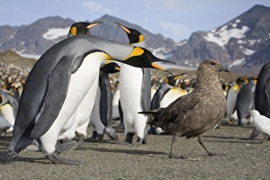 Images Dated 2nd March 2006: Antarctica, South Georgia Island (UK), Brown Skua (Catharacta lonnbergi) approaches King Penguins